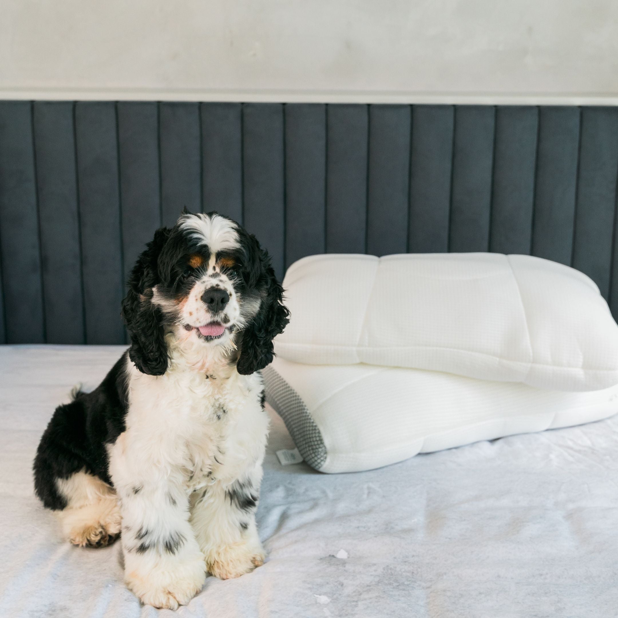 The EveryDay Pillow